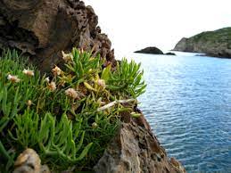 Fauna i flora del Cap de Creus